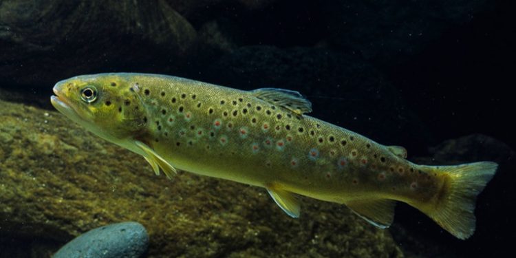 Residuos farmacéuticos provocan adicciones y otras alteraciones en animales