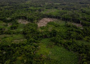 revelan debilidades en EE.UU. que favorecen la deforestación en la Amazonía