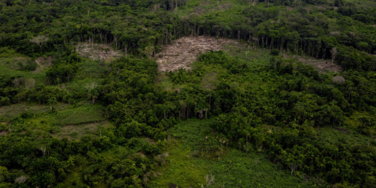 revelan debilidades en EE.UU. que favorecen la deforestación en la Amazonía