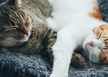 Revelan que los gatos pueden usar casi 300 expresiones faciales en sus interacciones