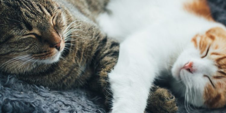 Revelan que los gatos pueden usar casi 300 expresiones faciales en sus interacciones