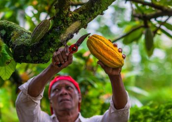 Revelan una amenaza para el suministro mundial de chocolate