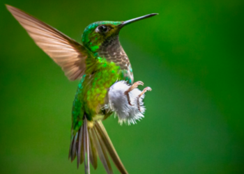 Richard Gándara, ganador guatemalteco en la World Photographic Cup 2022.