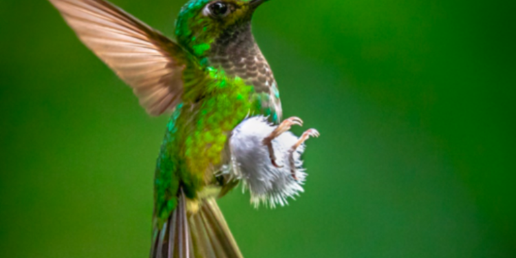 Richard Gándara, ganador guatemalteco en la World Photographic Cup 2022.