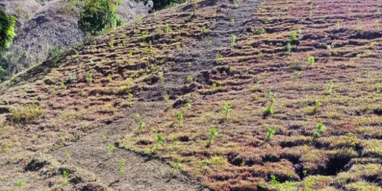 Â´Rondas contra fuegoÂ´ una iniciativa para prevenir incendios forestales