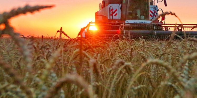 Rusia bate su récord de exportaciones de cereales