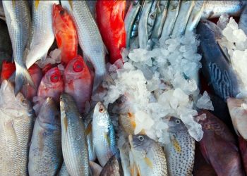 Rusia suspende las importaciones de productos marinos de Japón