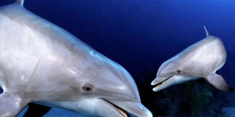 Rusia utiliza delfines militares entrenados para proteger su base naval en el Mar Negro, según fotos satelitales