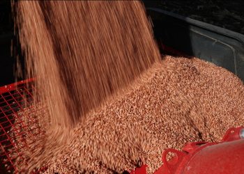 Rusia y China firman su mayor contrato para el suministro de cereales