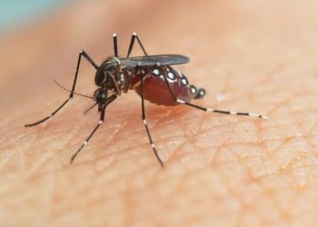 Sacatepéquez está en alerta por aumento de casos de dengue