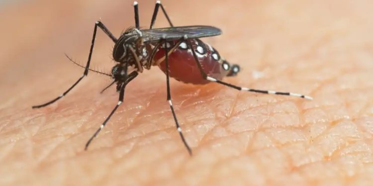 Sacatepéquez está en alerta por aumento de casos de dengue