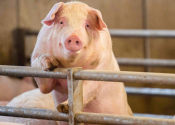 Sacrifican decenas de miles de cerdos en Italia para contener la peste porcina africana
