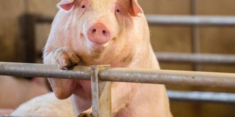 Sacrifican decenas de miles de cerdos en Italia para contener la peste porcina africana