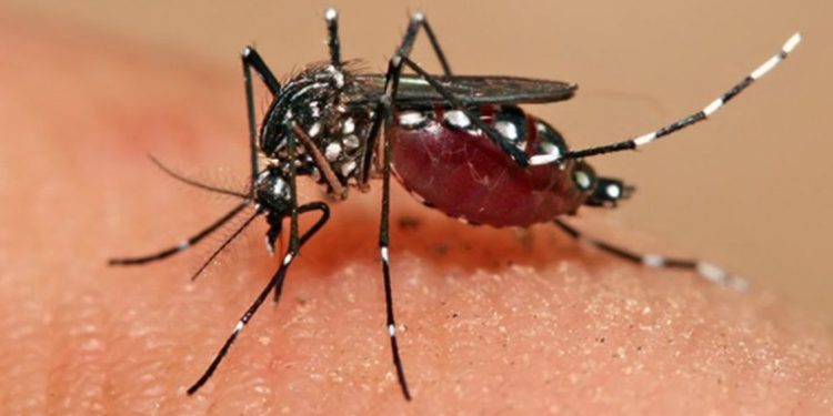 Salud declara emergencia nacional por incremento de casos de dengue