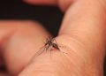 Salud Pública reporta más de 5,500 nuevos casos de dengue en la última semana a nivel nacional