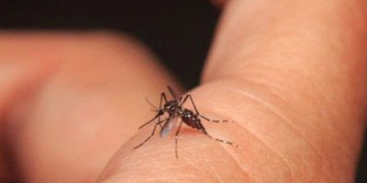 Salud Pública reporta más de 5,500 nuevos casos de dengue en la última semana a nivel nacional