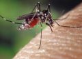 Se incrementan las llamadas a los Bomberos Voluntarios por presuntos casos de dengue