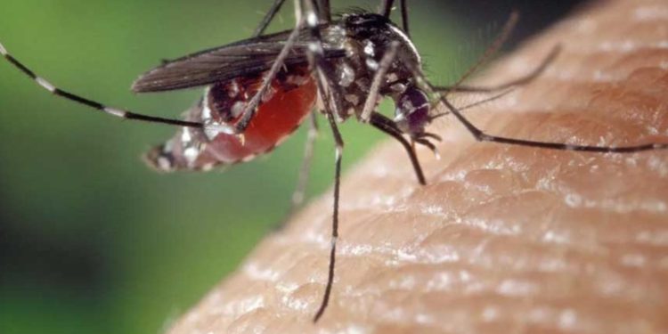 Se incrementan las llamadas a los Bomberos Voluntarios por presuntos casos de dengue