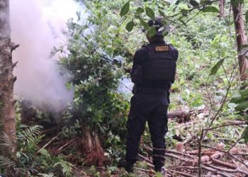 Se supera ya los 3 millones y medio de arbusto de hoja de coca erradicados en el paí­s
