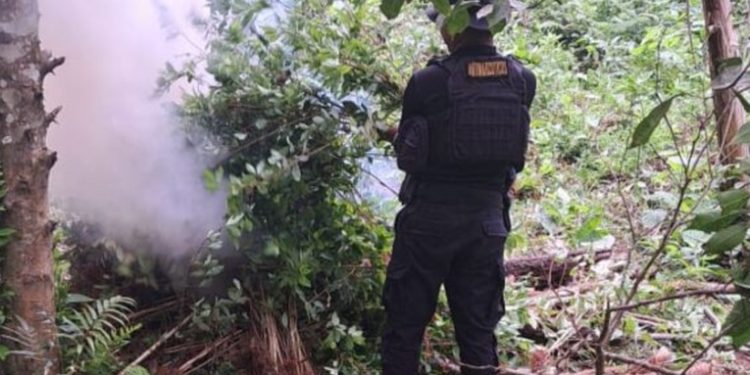 Se supera ya los 3 millones y medio de arbusto de hoja de coca erradicados en el país