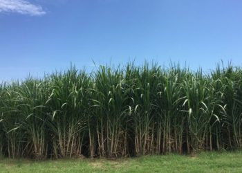 Sector azucarero enfrenta serios problemas por sequía en la Costa Sur