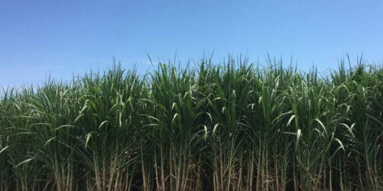 Sector azucarero enfrenta serios problemas por sequía en la Costa Sur