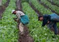 Sector ganadero y agropecuario contará con dos regímenes tributarios tras aprobación de nueva ley