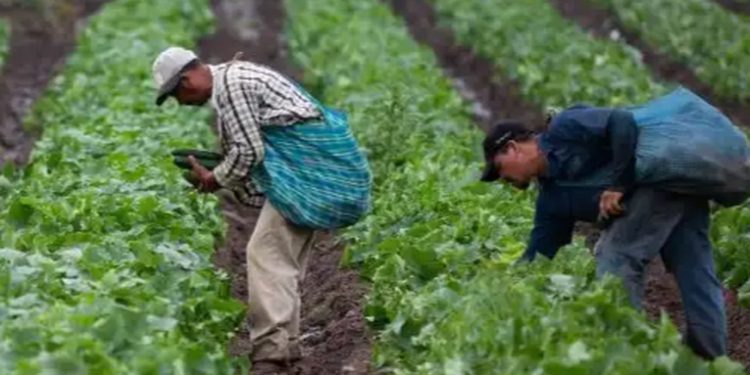 Sector ganadero y agropecuario contará con dos regímenes tributarios tras aprobación de nueva ley