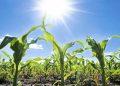 Sequía afecta 78 hectáreas de cultivos, advierte el Ministerio de Agricultura