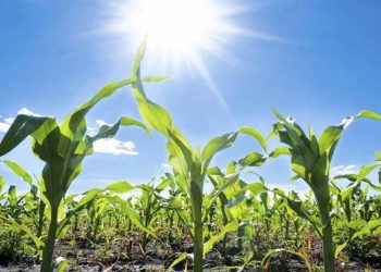 Sequía afecta 78 hectáreas de cultivos, advierte el Ministerio de Agricultura