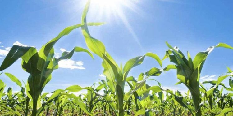 Sequía afecta 78 hectáreas de cultivos, advierte el Ministerio de Agricultura