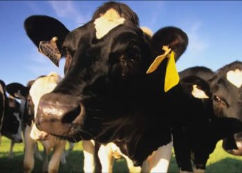 Sequía amenaza la producción de carne en México