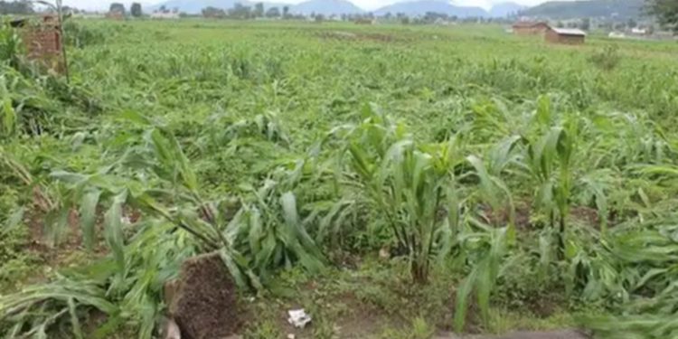 Sequías e inundaciones destruyen 58 mil hectáreas de cultivos en el país