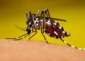 Siguen incrementando los casos de dengue en el país