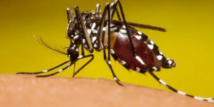 Siguen incrementando los casos de dengue en el país
