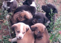 Nueve cachorros son rescatados en Sumpango