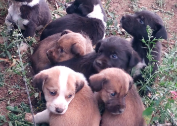 Nueve cachorros son rescatados en Sumpango