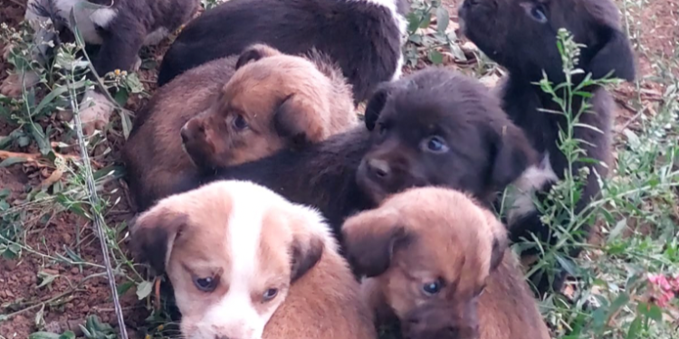 Nueve cachorros son rescatados en Sumpango