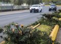 Talan 34 árboles en la zona 13 y la Municipalidad lo denuncia