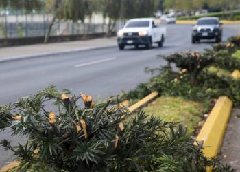 Talan 34 árboles en la zona 13 y la Municipalidad lo denuncia