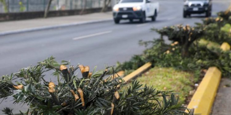Talan 34 árboles en la zona 13 y la Municipalidad lo denuncia