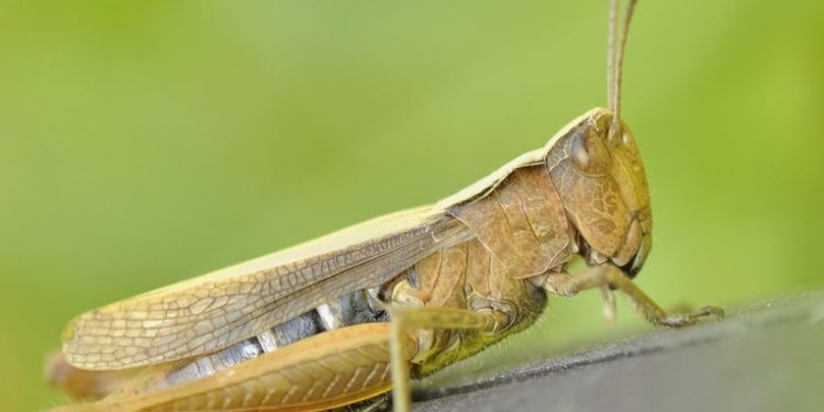 Técnicos del Ministerio de Agricultura logran controlar plaga de langostas en Petén