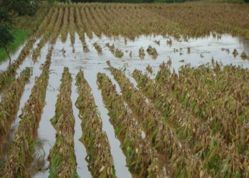 Tormenta Sara afecta 14 departamentos y 68 municipios; monitorean daños en cultivos