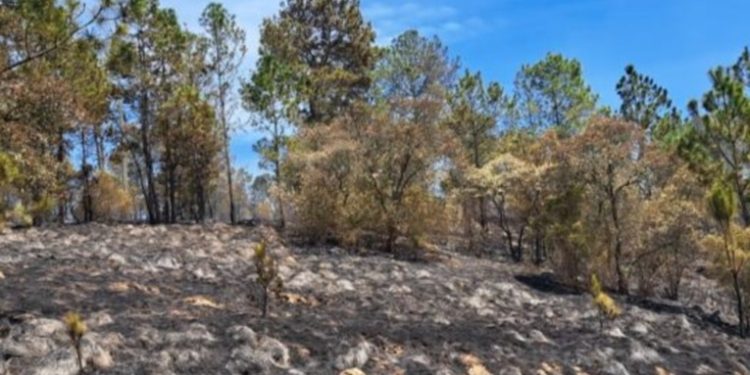 Totonicapán es el departamento con mas incendios forestales en el paí­s