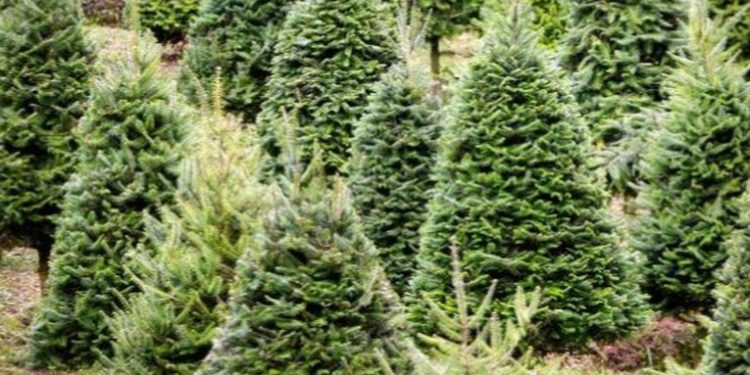 Tradición y Espíritu Navideño en la Feria del Pinabete