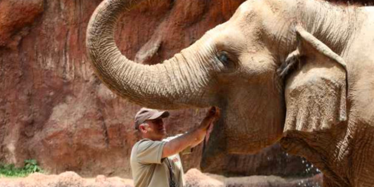 Trompita se vuelve viral en las redes sociales.