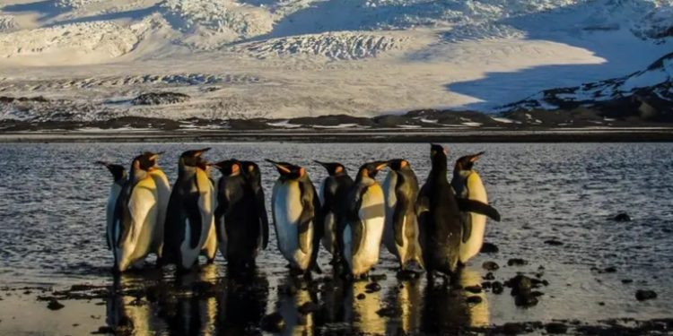 Trump no impone aranceles a Rusia, sí a islas de pingüinos