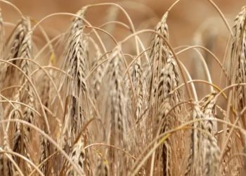 UE acuerda imponer aranceles altos a grano ruso y bielorruso