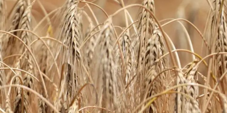 UE acuerda imponer aranceles altos a grano ruso y bielorruso