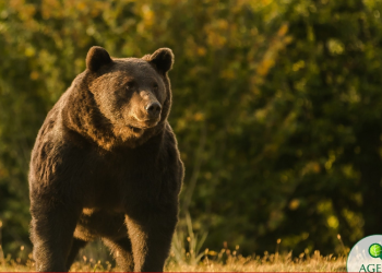 Un boxeador ruso se encuentra en coma inducido tras enfrentarse y matar con solo un cuchillo a un oso que momentos antes le quitó la vida a un amigo